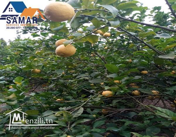 terrain de 25 hectare contient un villa et 2 maisons a kelibia