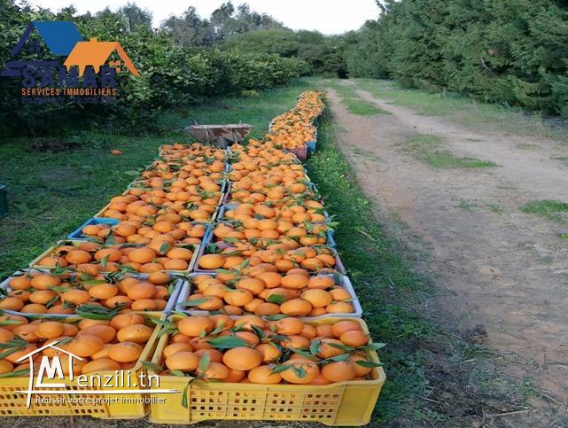 terrain de 25 hectare contient un villa et 2 maisons a kelibia