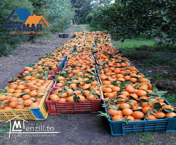 terrain de 25 hectare contient un villa et 2 maisons a kelibia