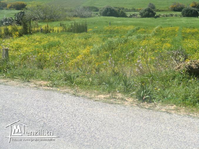 terrain a vendre situé a tomzrate kelibia vu panoramique