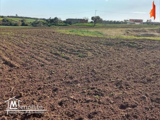 أرض فلاحية طريق حاروري قليبية 