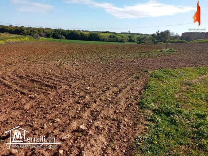 أرض فلاحية طريق حاروري قليبية 