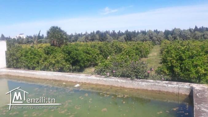 A Vendre ferme titrée de 2.25 H à Menzel Bou Zelfa