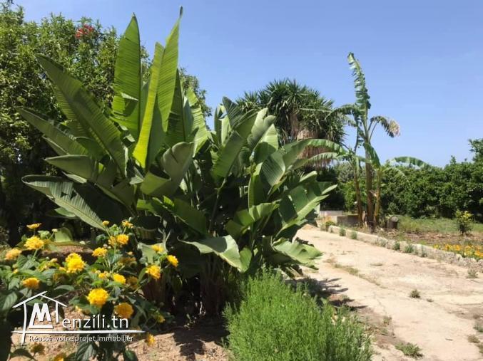 A Vendre ferme titrée de 2.25 H à Menzel Bou Zelfa