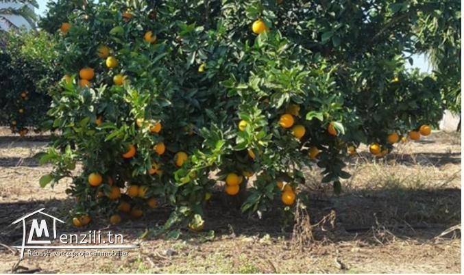 A Vendre ferme titrée de 2.25 H à Menzel Bou Zelfa