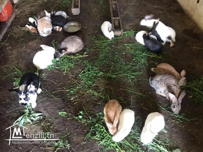 A Vendre ferme titrée de 2.25 H à Menzel Bou Zelfa