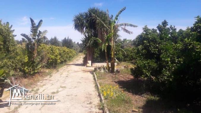 A Vendre ferme titrée de 2.25 H à Menzel Bou Zelfa