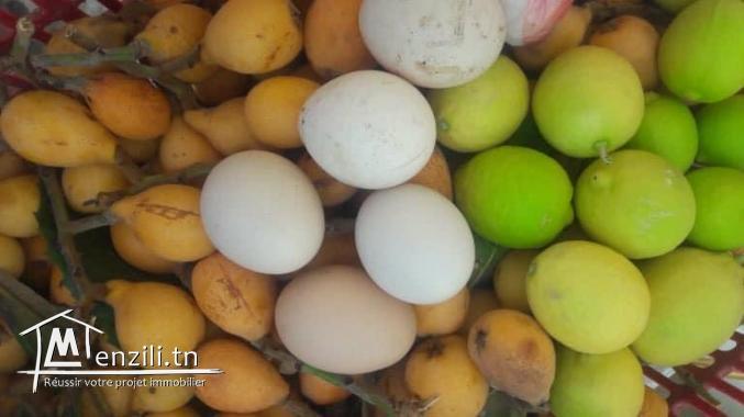 A Vendre ferme titrée de 2.25 H à Menzel Bou Zelfa