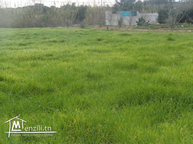 22000m² a vendre titre bleu sur  la route goudronnée