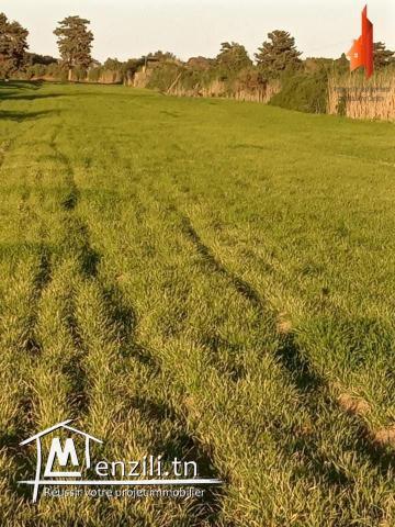 pour ceux qui aiment la nature!! profitez!