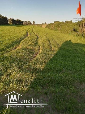 un terrain agricole à vendre!!