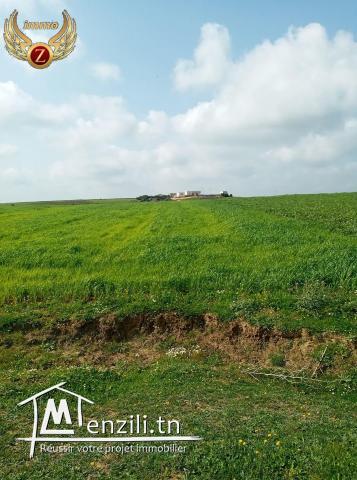 terrain à Menzil Brahim-kelibia