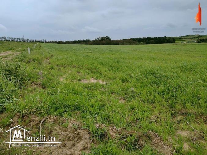 الافاريات متوفاش ????????️????