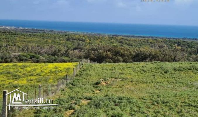 الافاريات متوفاش ????????️????