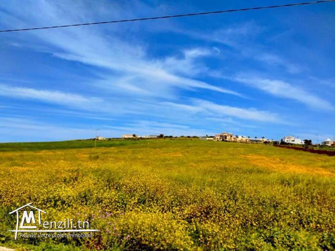 Terrain a vendre à tamozrat