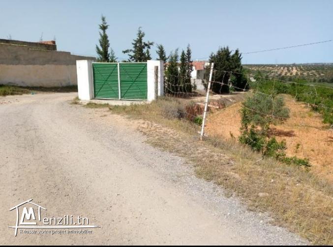 Deux grand terrains a vendre a Hammemt