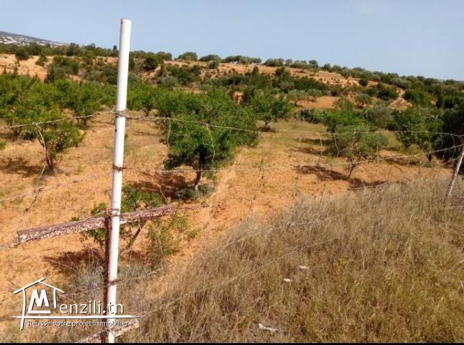 Deux grand terrains a vendre a Hammemt