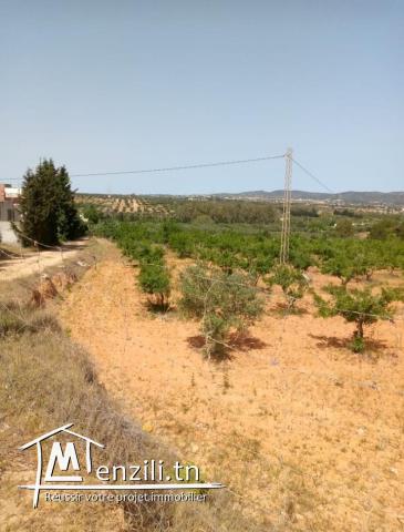 Deux grand terrains a vendre a Hammemt