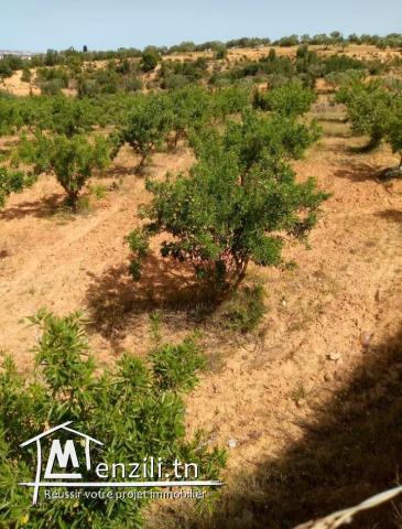 Deux grand terrains a vendre a Hammemt