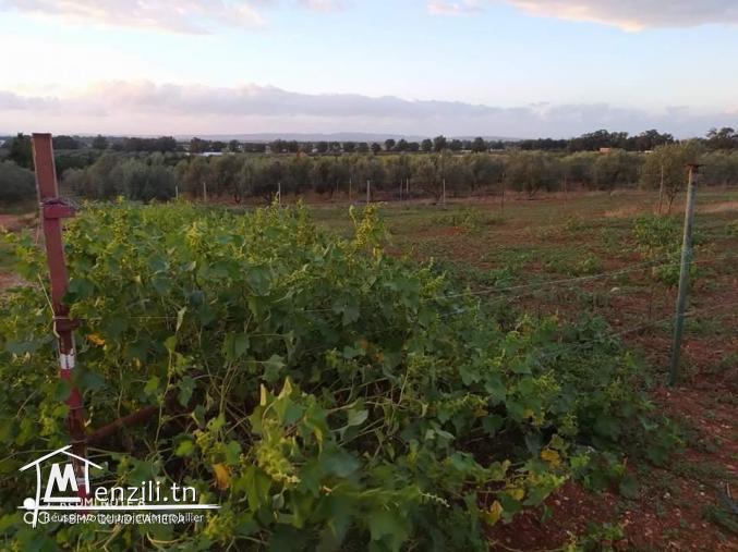 قطعة ارض للبيع مساحتها 470 متر