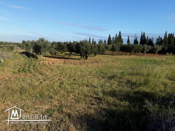 Terrain à kalaa-sghira, sousse