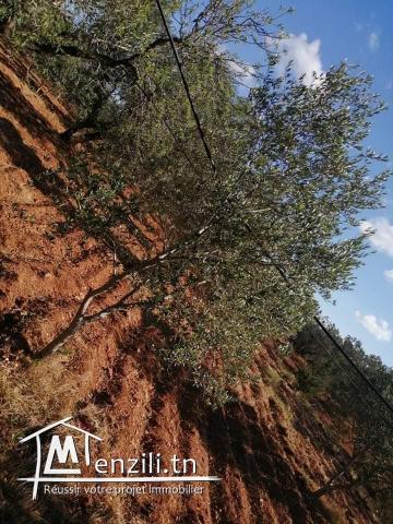 Terrain a Hammamet braket sahel