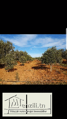 Terrain a Hammamet braket sahel