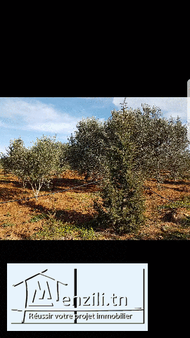 Terrain a Hammamet braket sahel