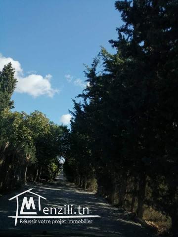 Terrain a Hammamet braket sahel