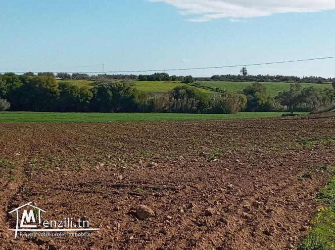 أرض فلاحية طريق" حاروري " قليبية
