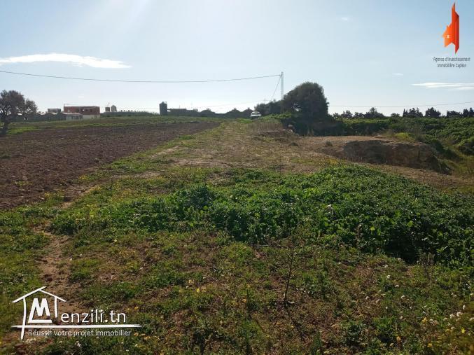 أرض فلاحية طريق" حاروري " قليبية