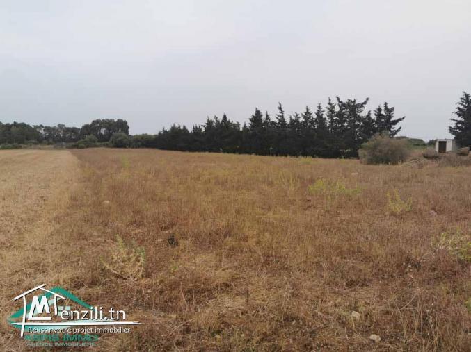VT623:Terrain 5000 m² à Kelibia
