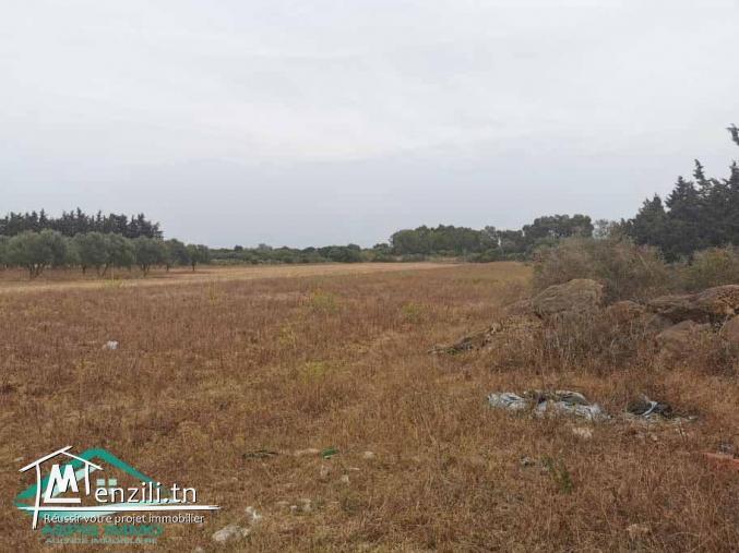 VT623:Terrain 5000 m² à Kelibia