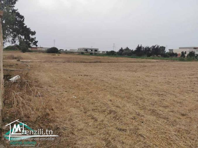 VT623:Terrain 5000 m² à Kelibia