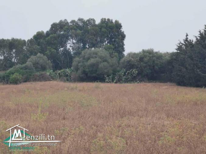 VT623:Terrain 5000 m² à Kelibia