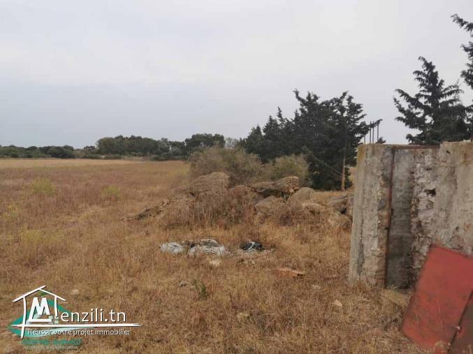 VT623:Terrain 5000 m² à Kelibia