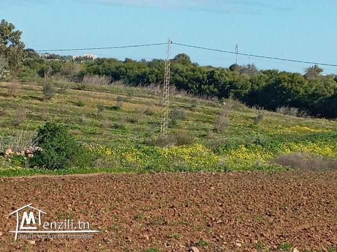 أرض فلاحية طريق" حاروري " قليبية