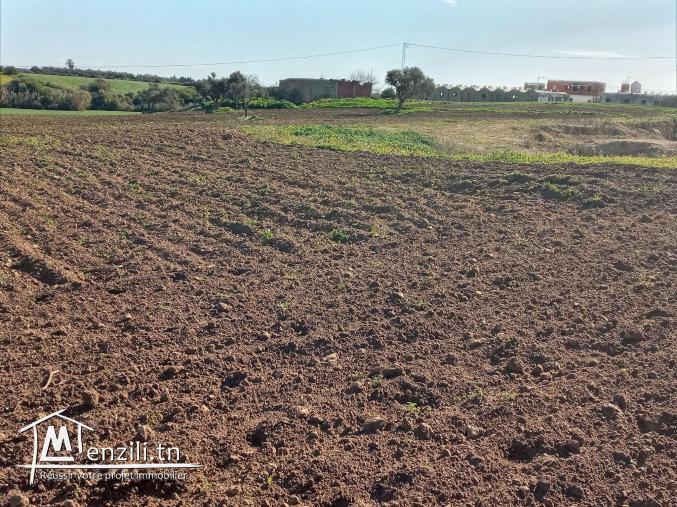 أرض فلاحية طريق" حاروري " قليبية