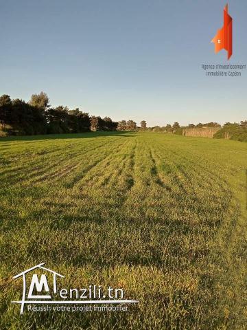 dar allouchعرض# هبال# قطعة أرض