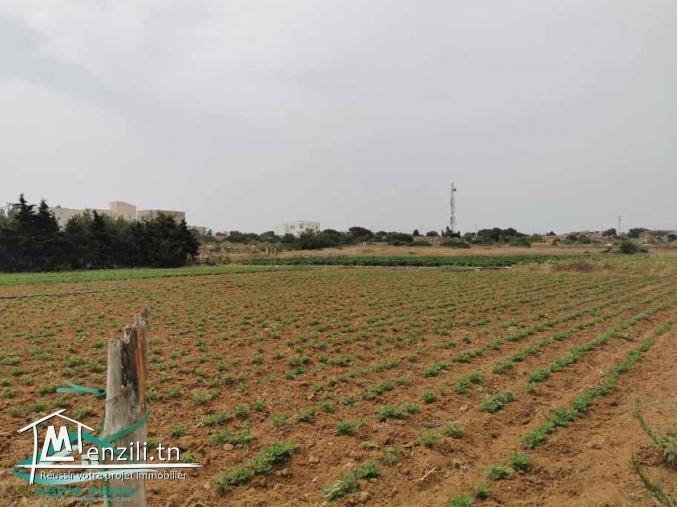 VT628:Terrain 470 m² à Kelibia la blanche