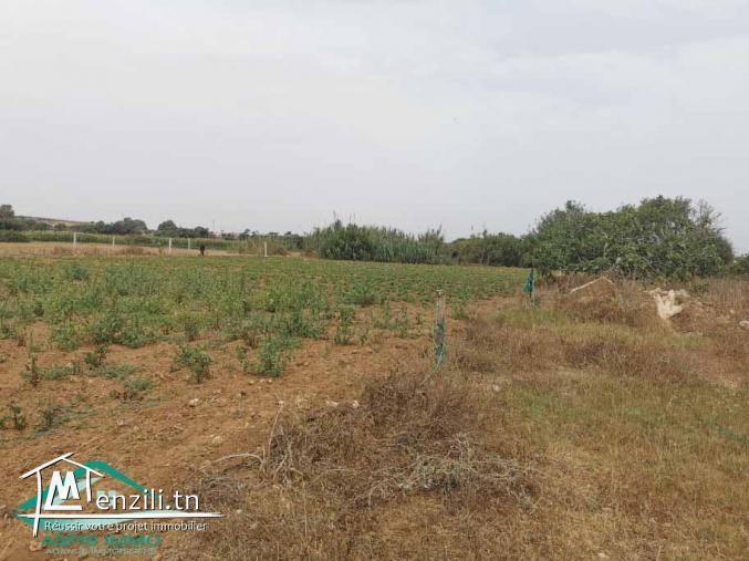 VT628:Terrain 470 m² à Kelibia la blanche