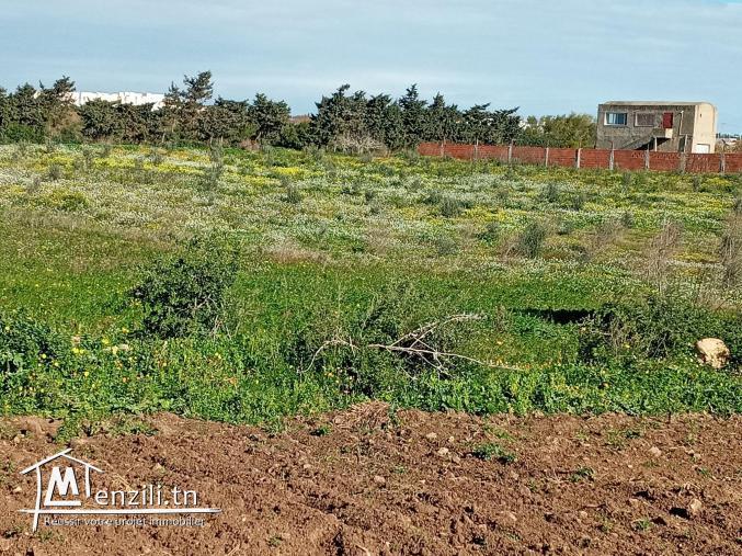 أرض فلاحية طريق" حاروري " قليبية