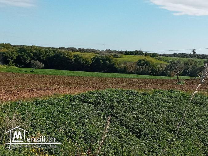 أرض فلاحية طريق" حاروري " قليبية