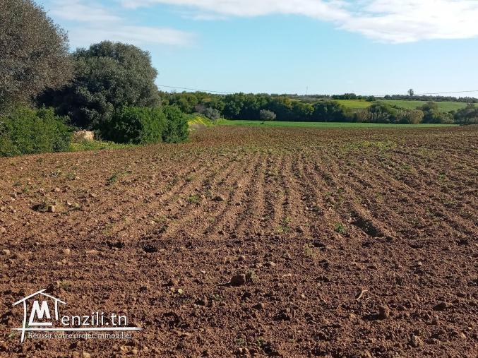 أرض فلاحية طريق" حاروري " قليبية