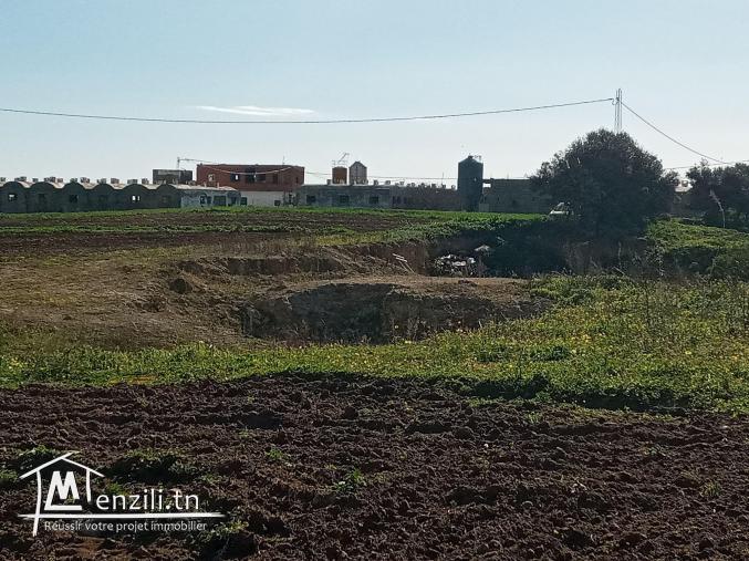 أرض فلاحية طريق" حاروري " قليبية