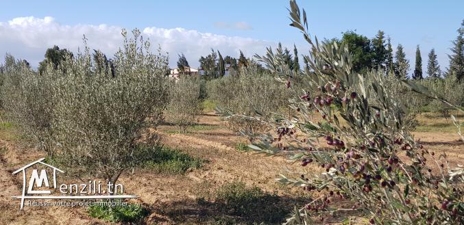 Villa dans une ferme