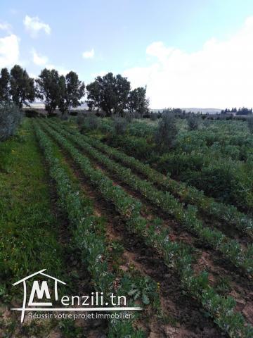 Villa dans une ferme