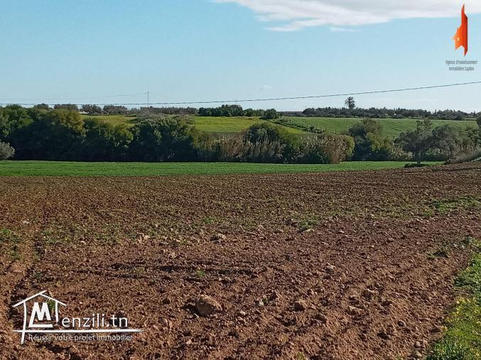 أرض فلاحية طريق" حاروري " قليبية