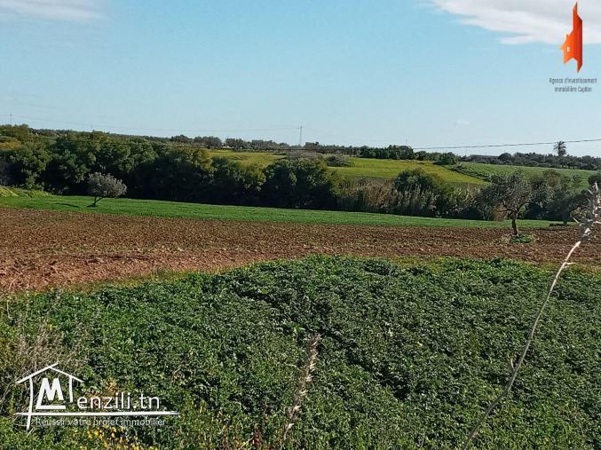 أرض فلاحية طريق" حاروري " قليبية
