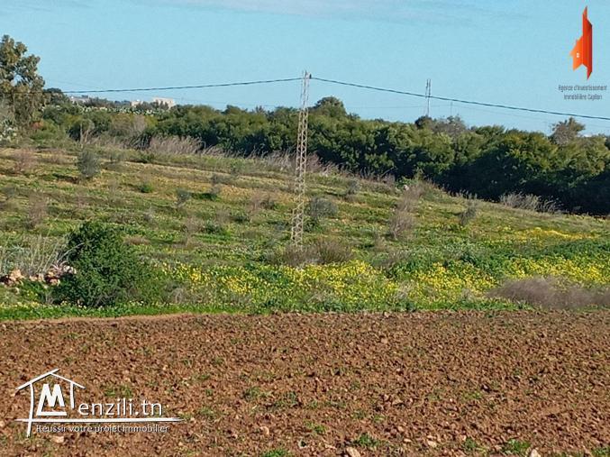 أرض فلاحية طريق" حاروري " قليبية